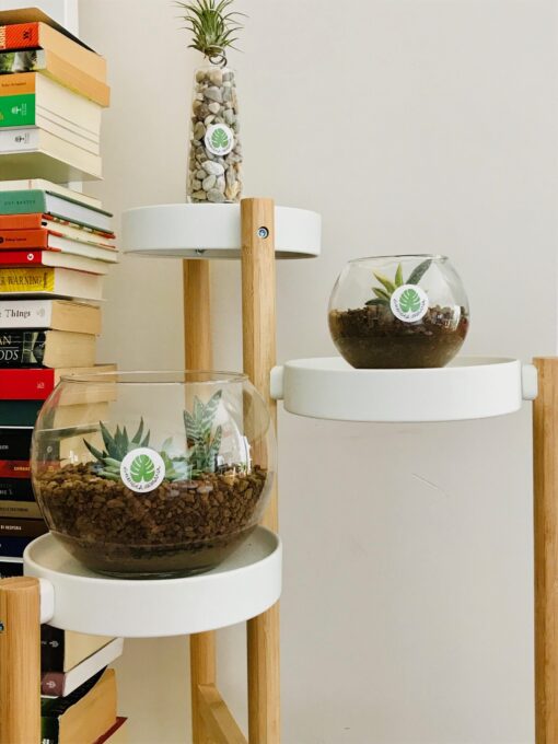 Composizioni Tillandsia e piante grasse in vaso di vetro