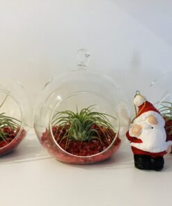 Composizioni Tillandsia in vaso di vetro Natale