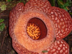 Rafflesia Arnoldii: fiore più grande del mondo