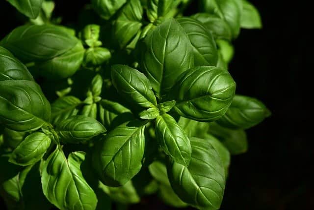 I cinque sensi delle piante: l'olfatto