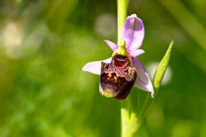 Orchidea Ophrys
