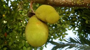 Jackfruit: frutto più grande del mondo