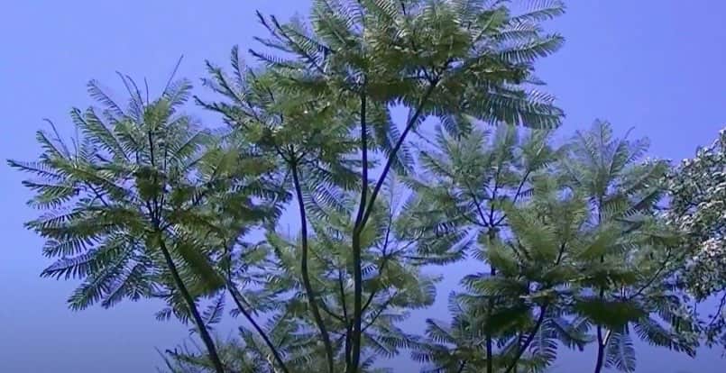 Guapuruvu: albero più veloce del mondo