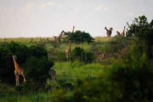 Africa: Grande Muraglia Verde