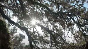 Albero europeo dell'anno: Leccio