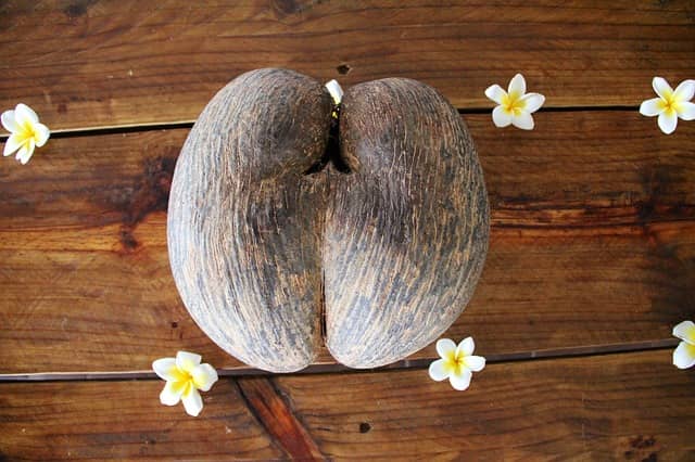 Coco de mer: seme più grande del mondo