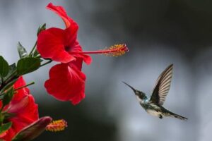 Fiore impollinatore