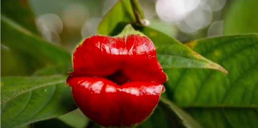 Psychotria Elata: pianta del bacio
