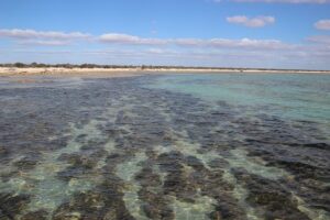 Posidonia australis: pianta marina più grande del mondo