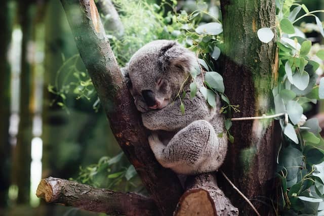 Koala su Eucalipto
