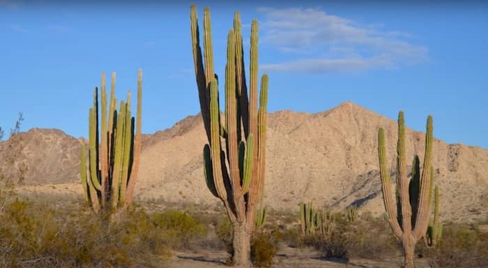 Pachycereus pringlei: cactus più alto del mondo
