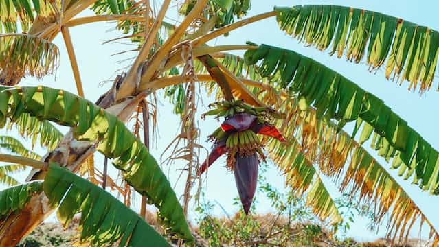 Banano: pianta erbacea più grande del mondo