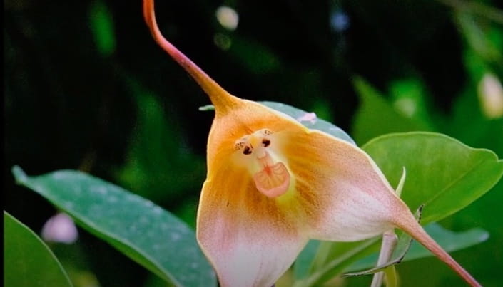 Orchidea scimmia
