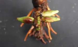 Frutti palma Borneo
